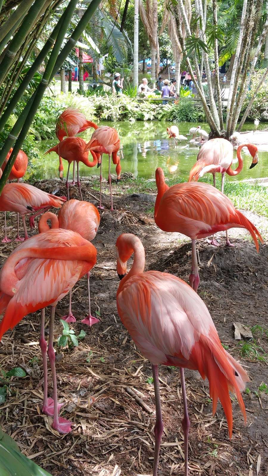 Flamingo Gardens | 3750 S Flamingo Rd, Davie, FL 33330, USA | Phone: (954) 473-2955