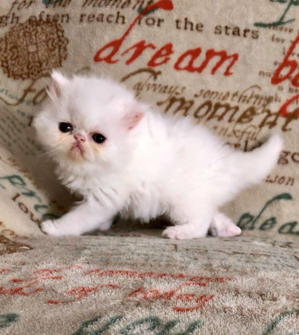 Purrty Persians Kittens | 789 Fuchsia St, Corona, CA 92879, USA | Phone: (951) 642-2700