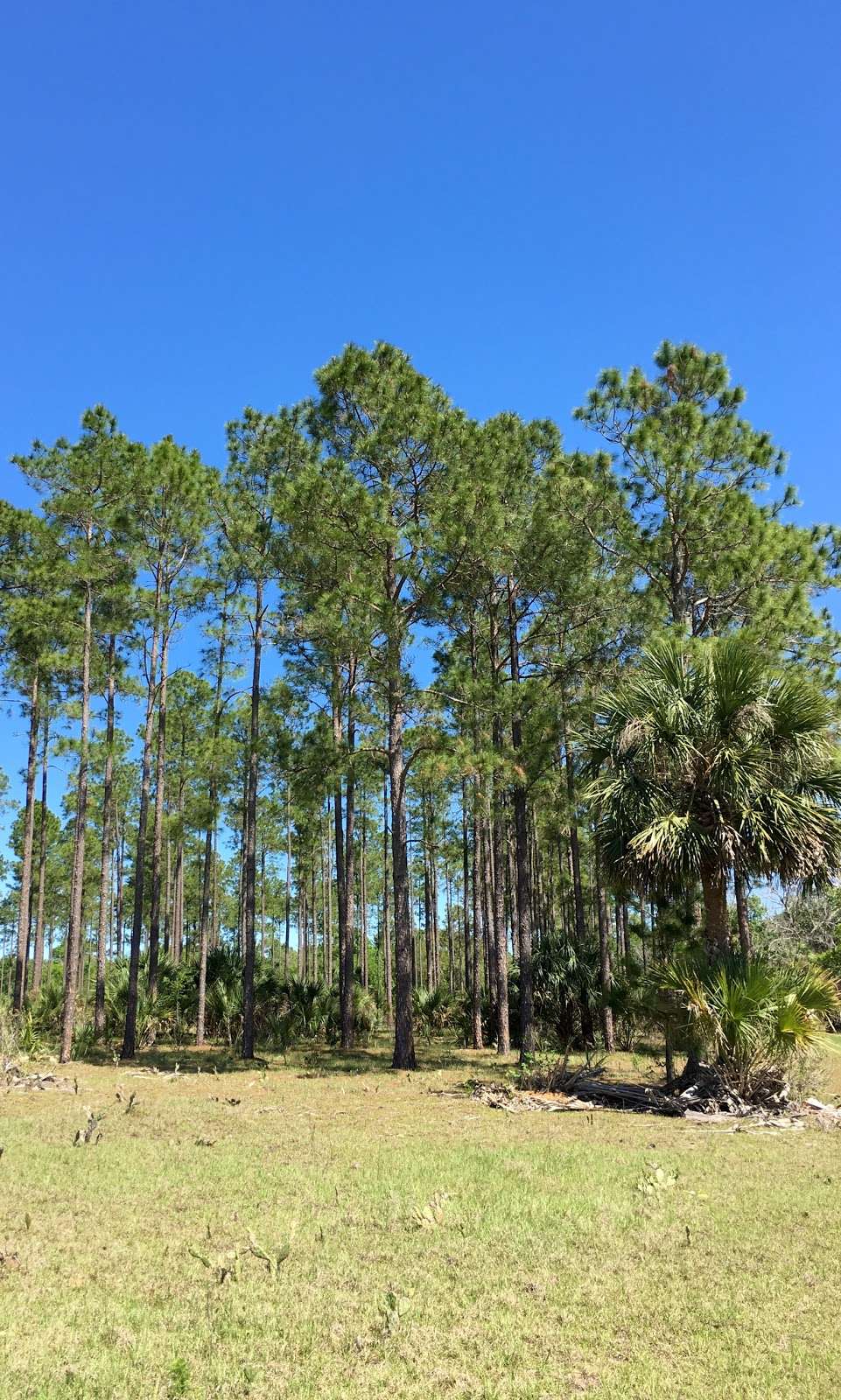 Lake Norris Conservation Area | Eustis, FL 32736, USA | Phone: (352) 343-3777