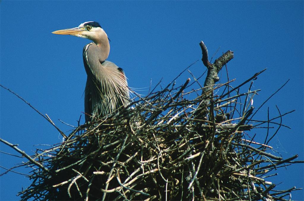 Pigs Eye Island Heron Rookery Scientific and Natural Area (SNA) | I-494, St Paul, MN 55119, USA | Phone: (651) 259-5800