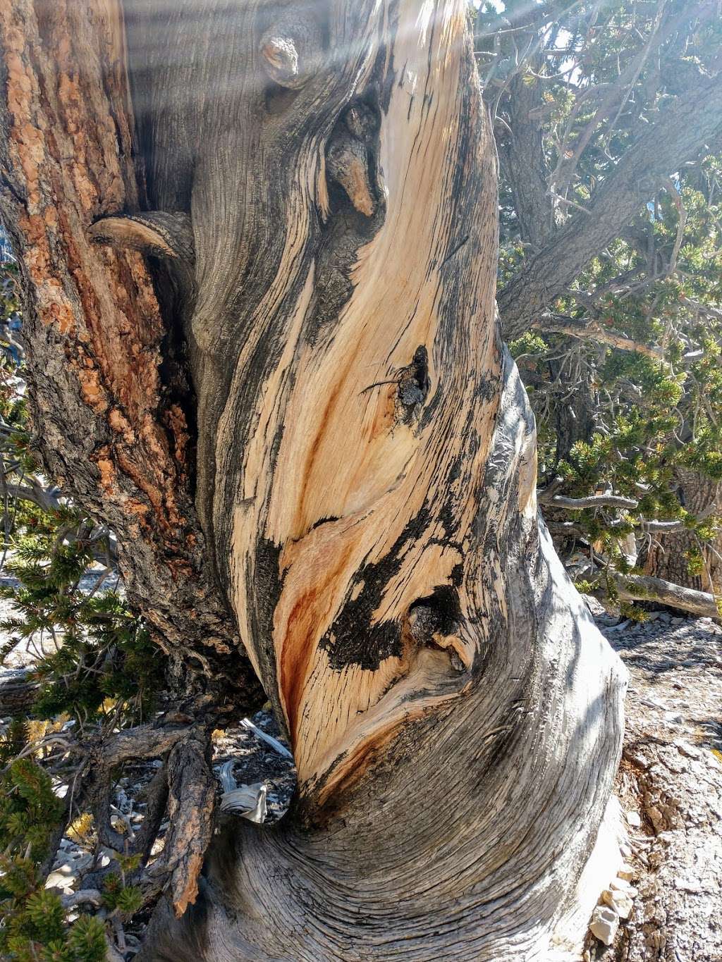 Rain Tree | Forest Trail 041, Mt Charleston, NV 89124, USA