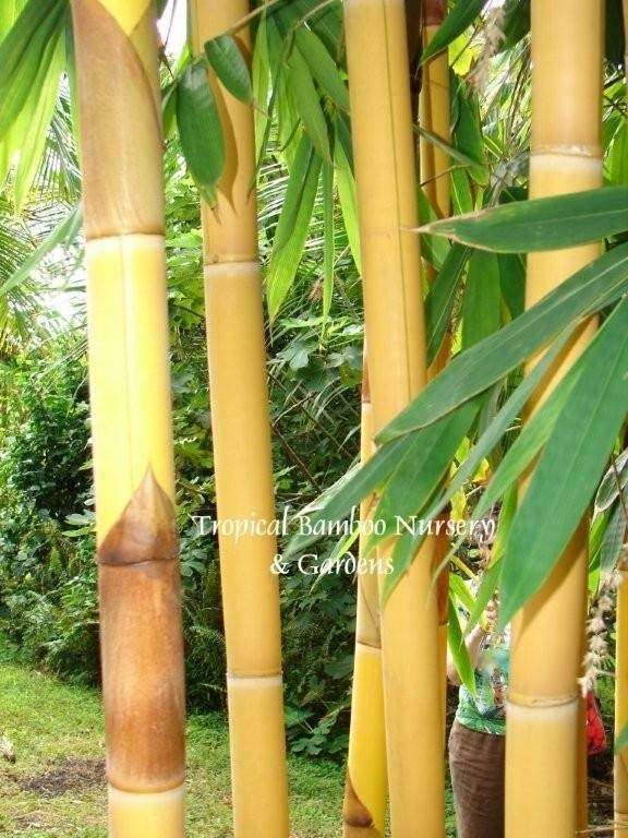 Tropical Bamboo Nursery & Gardens | 2929 G Rd E, Loxahatchee, FL 33470, USA | Phone: (561) 784-2413