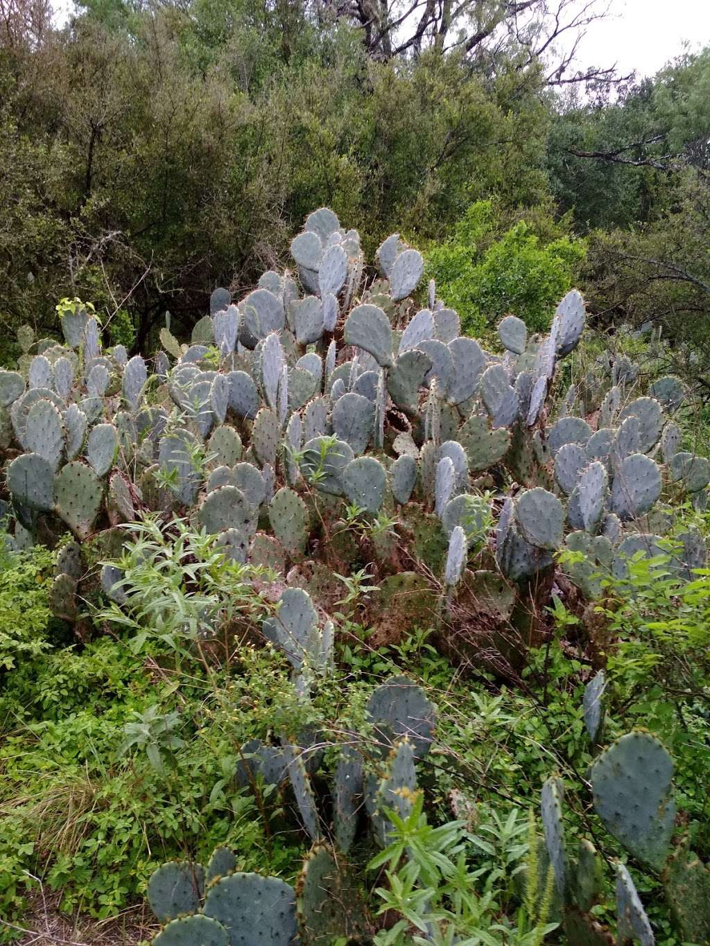 McAllister Park Trailhead | San Antonio, TX 78247, USA | Phone: (210) 207-7275