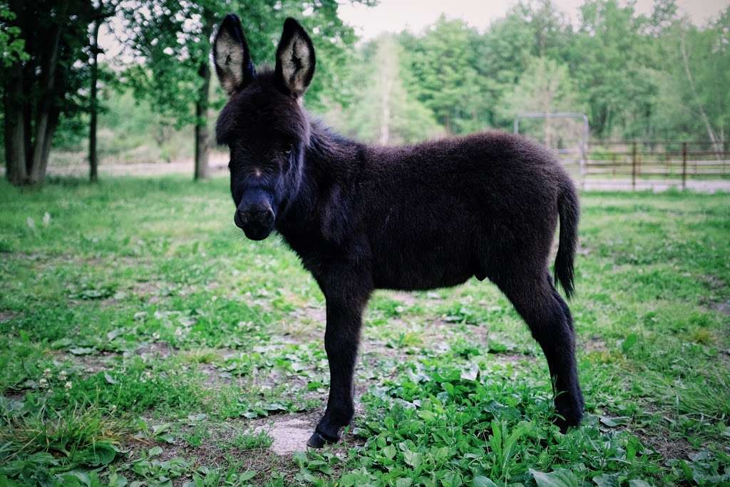 Stellas Barn and Boarding - Therapeutic Farm NJ | West Mountain Road, Sparta Township, NJ 07871, USA | Phone: (201) 832-1508