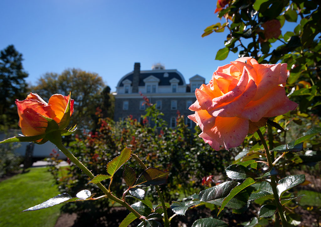 Dean Bond Rose Garden | 500 College Ave, Swarthmore, PA 19081, USA | Phone: (610) 328-8025