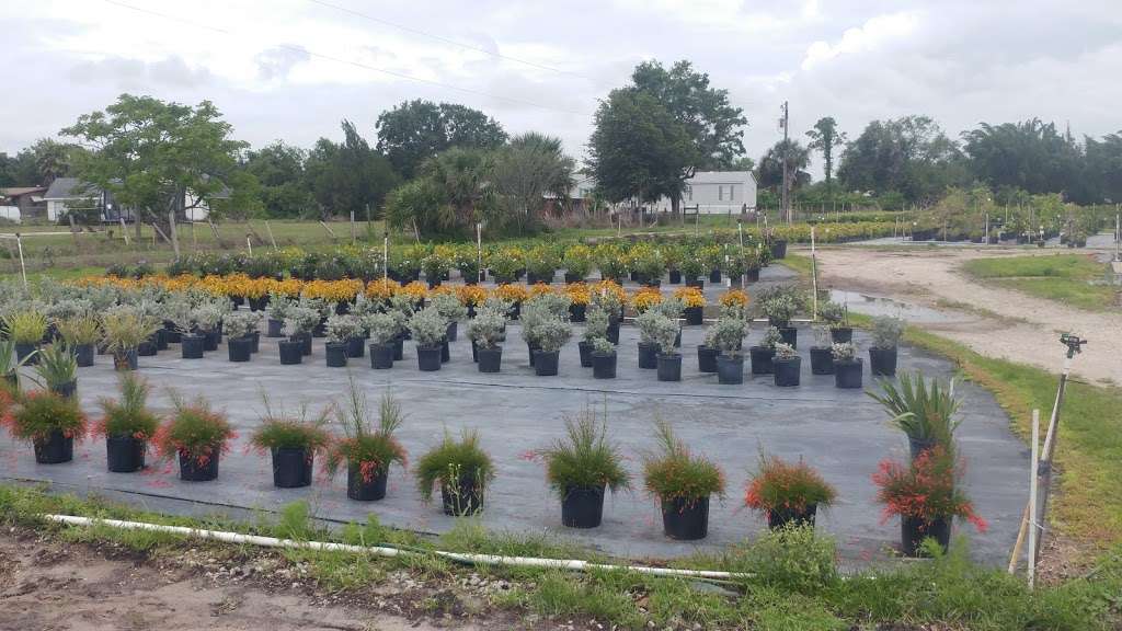 UNCLE JUTTYS NURSERY | 3415 Boggy Creek Rd, Kissimmee, FL 34744 | Phone: (407) 348-4727