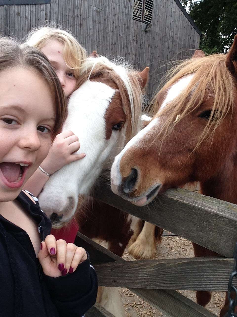 Redwings Horse Sanctuary | Epping Rd, Roydon, Waltham Abbey EN9 2DH, UK | Phone: 01992 892133