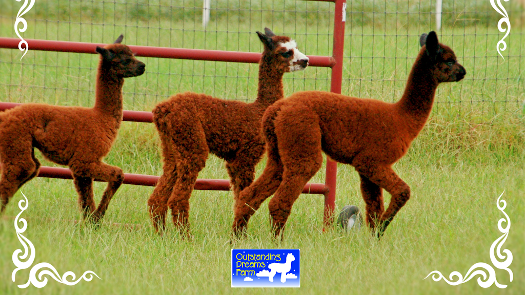 Outstanding Dreams Alpaca Farm | 24480 Pinetown Rd, Preston, MD 21655, USA | Phone: (410) 673-2002