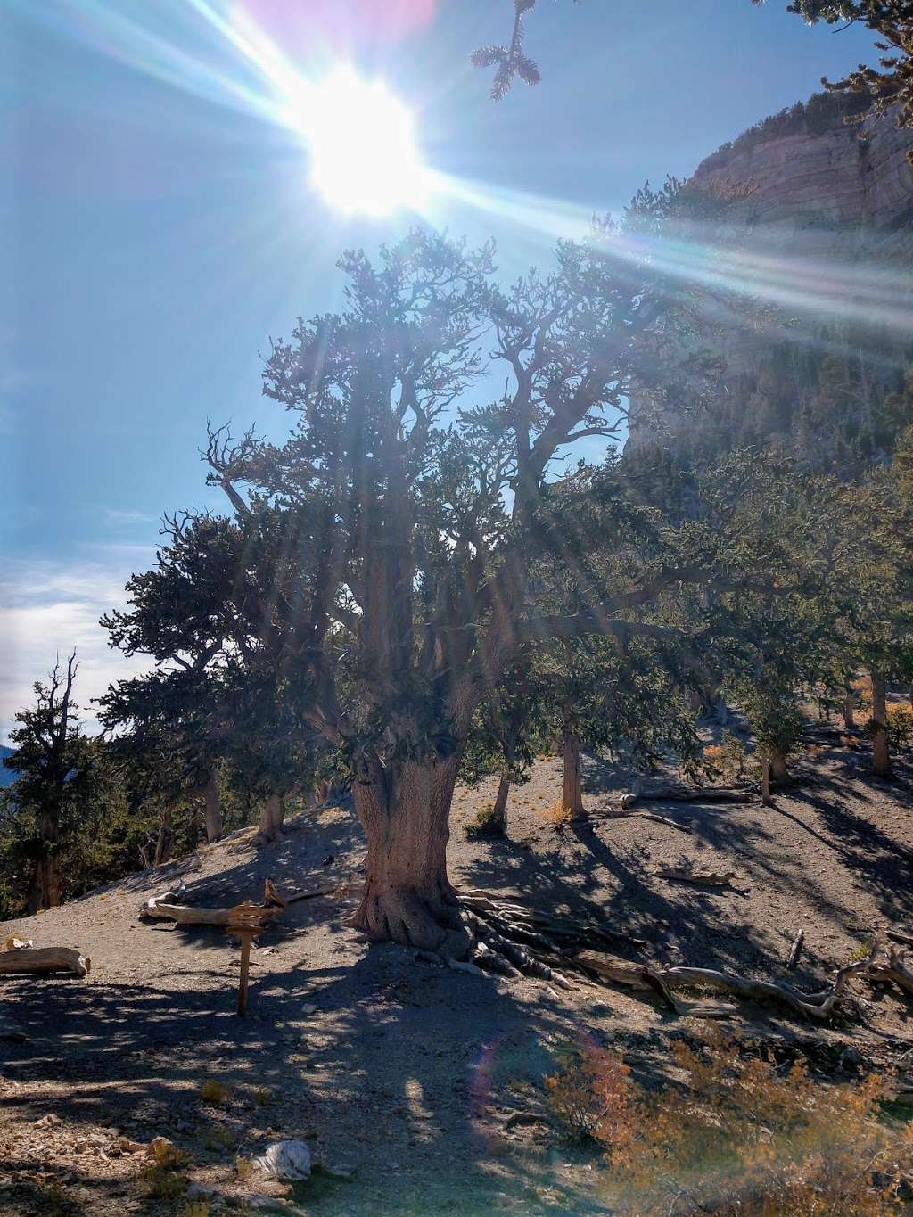 Rain Tree | Forest Trail 041, Mt Charleston, NV 89124, USA