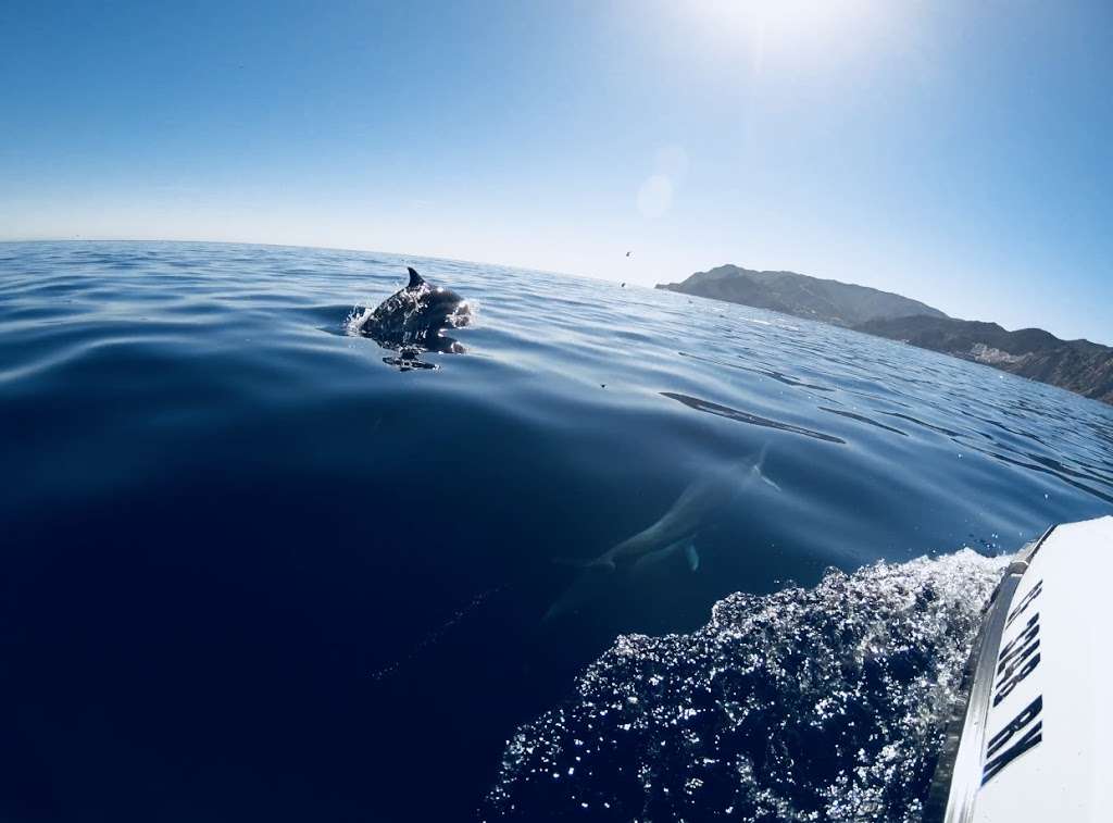 Old Plank Sailing Adventures | Dock 55, 13701 Fiji Way, Marina Del Rey, CA 90292, USA | Phone: (818) 644-0081