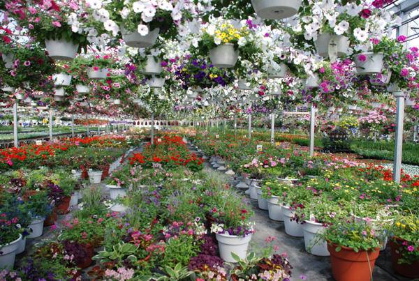 Vite Greenhouses | 2610 Redbud Trail, Niles, MI 49120, USA | Phone: (269) 695-2959