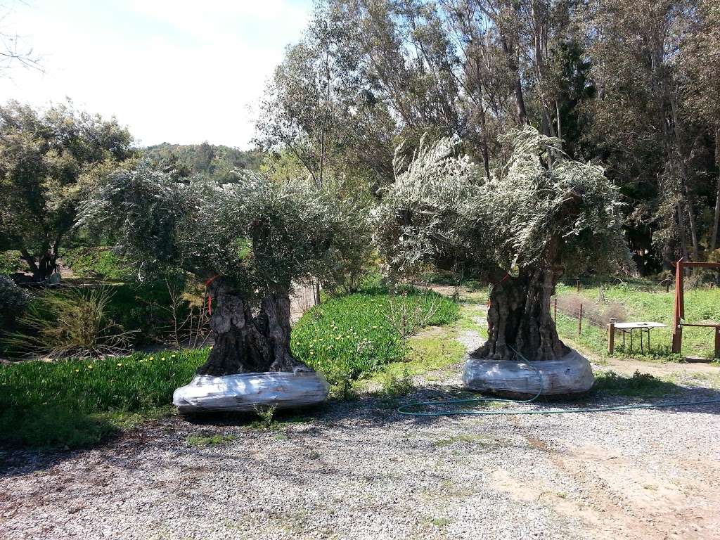 Olive A Dream Trees - Ancient Olive Tree Nursery | 2233 Rainbow Valley Blvd, Fallbrook, CA 92028, USA | Phone: (800) 816-1783