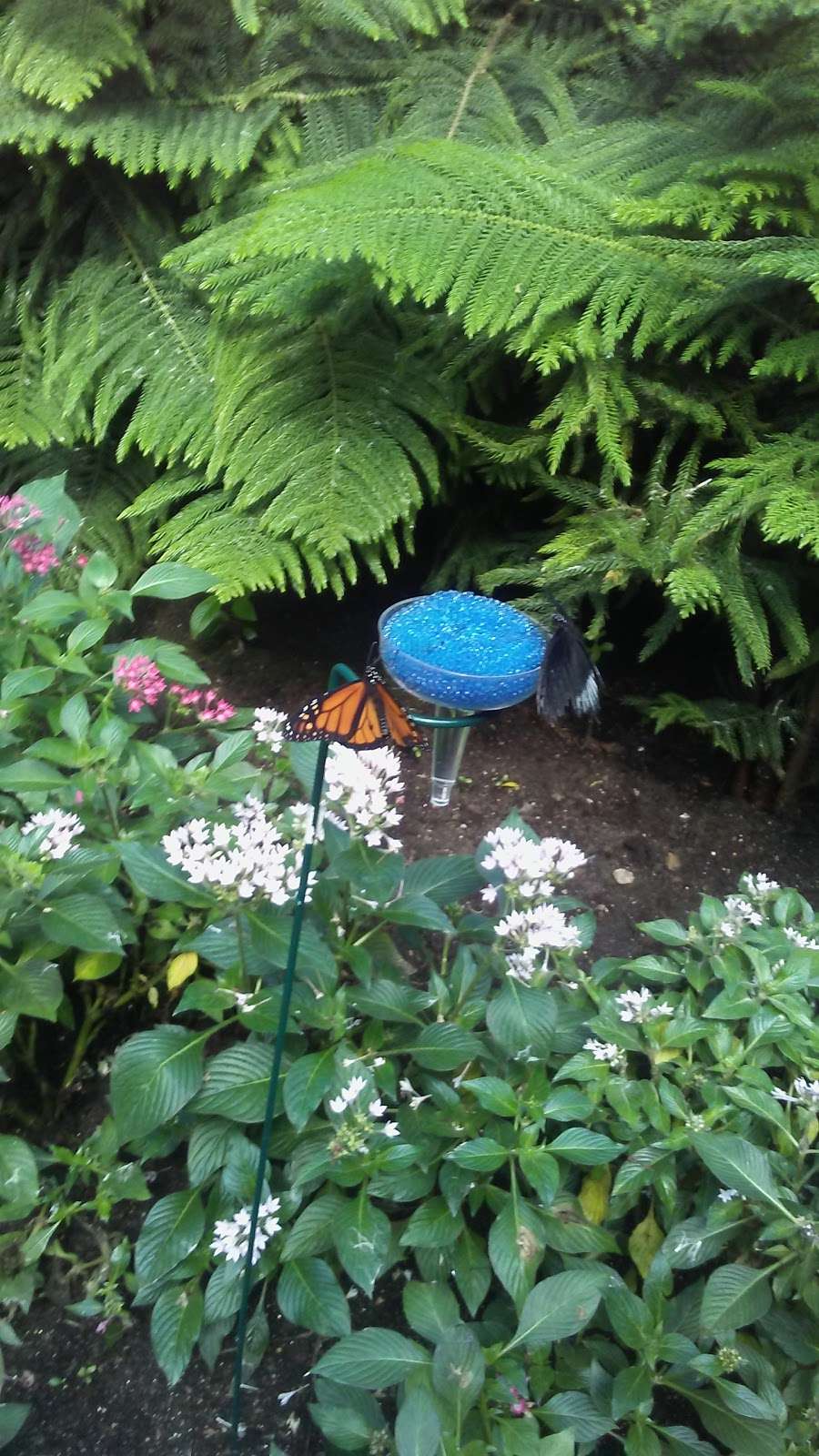 The Butterfly Place | 120 Tyngsboro Rd, Westford, MA 01886, USA | Phone: (978) 392-0955