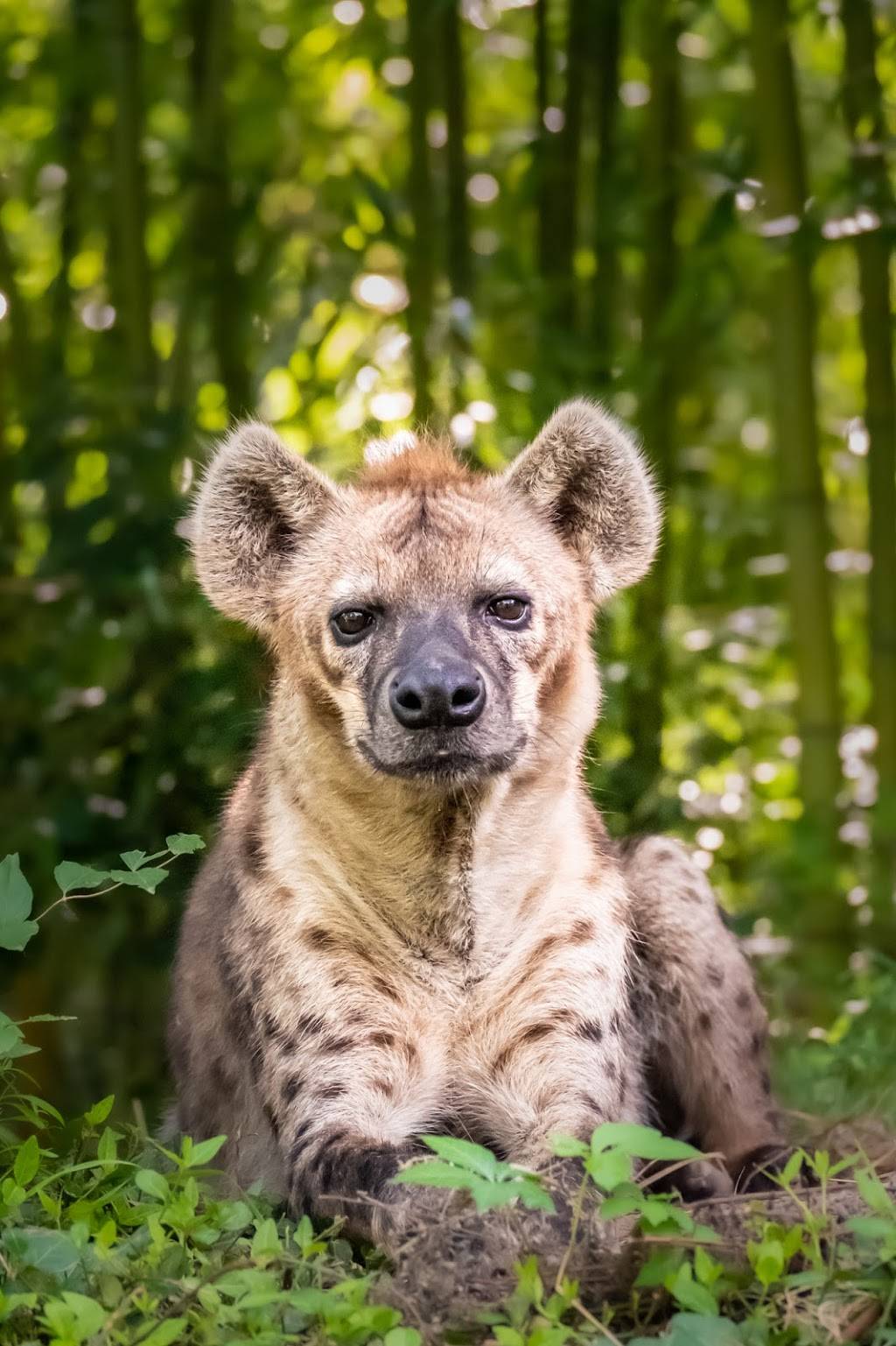 Tussey Photography | 4143 Lockport Dr, Bridgeton, MO 63044, USA | Phone: (314) 807-2591