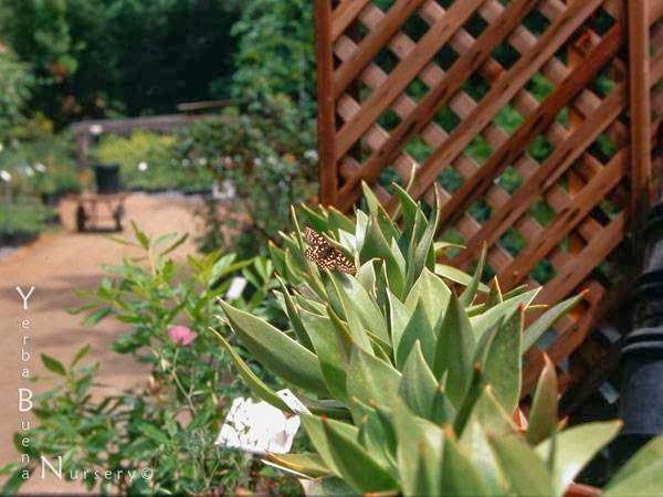 Yerba Buena Nursery | 12511 San Mateo Rd, Half Moon Bay, CA 94019 | Phone: (650) 851-1668