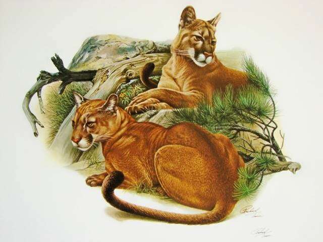 Richard Timm Wildlife Art | 112 Sher Ln, DeBary, FL 32713, USA | Phone: (386) 668-7006