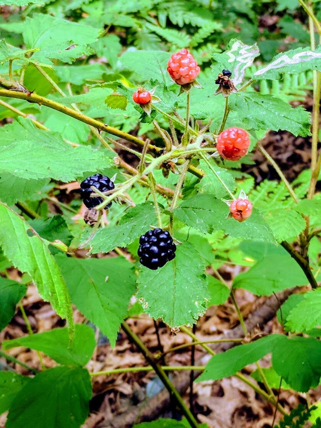 Shuman Point Hiking Trail | 1237 Purdytown Turnpike, Lakeville, PA 18438, USA