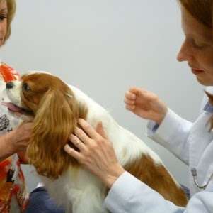 Carolina Pets Animal Hospital | 5922 Weddington Rd, Wesley Chapel, NC 28104, USA | Phone: (704) 220-0226