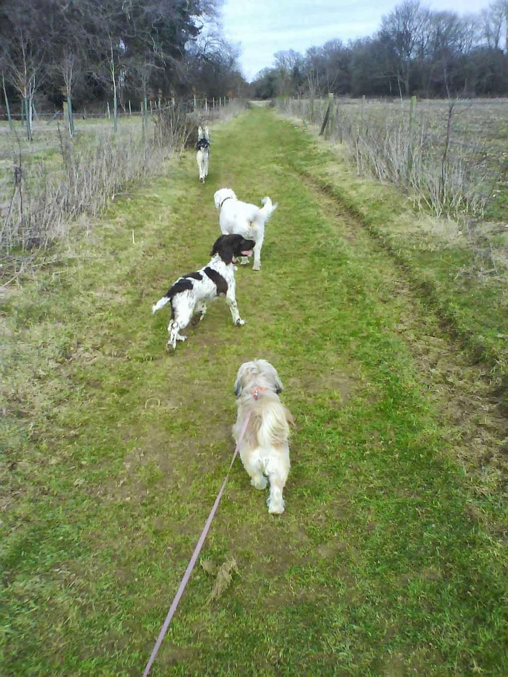 Camp K9 Dog Walking & Pet Caring | Moats Ln, South Nutfield, Redhill RH1 5PF, UK | Phone: 07828 037116