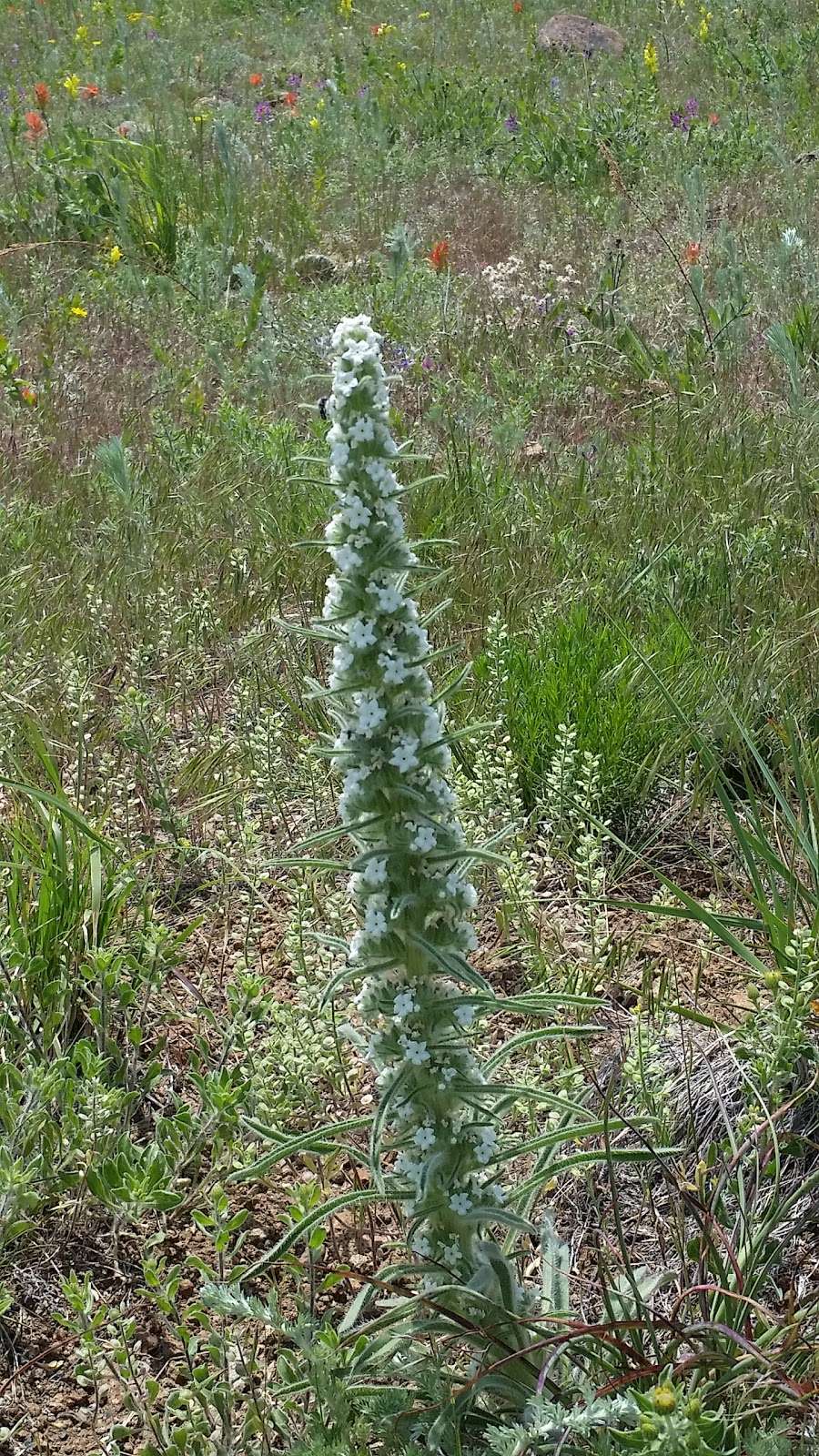 Lichen Peak | Golden, CO 80403