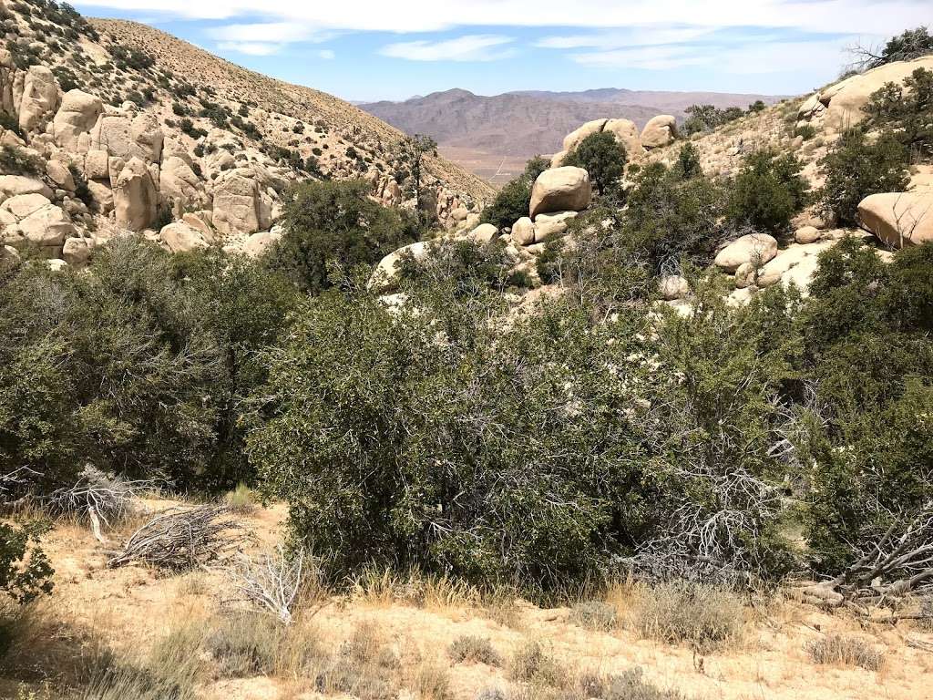 Diamondback spring | BMG Mine Haul Rd, Lucerne Valley, CA 92356, USA