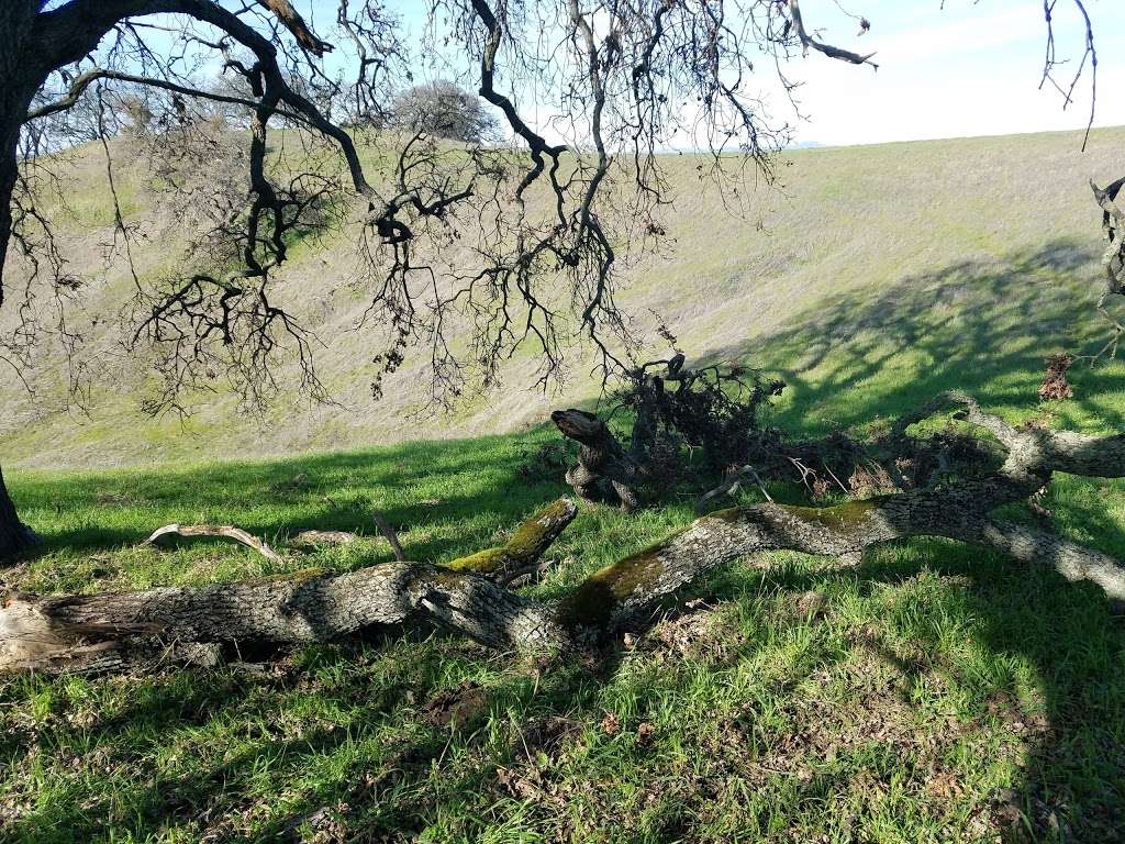 Ten Trees, Old Valley Oak | Martinez, CA 94553, USA