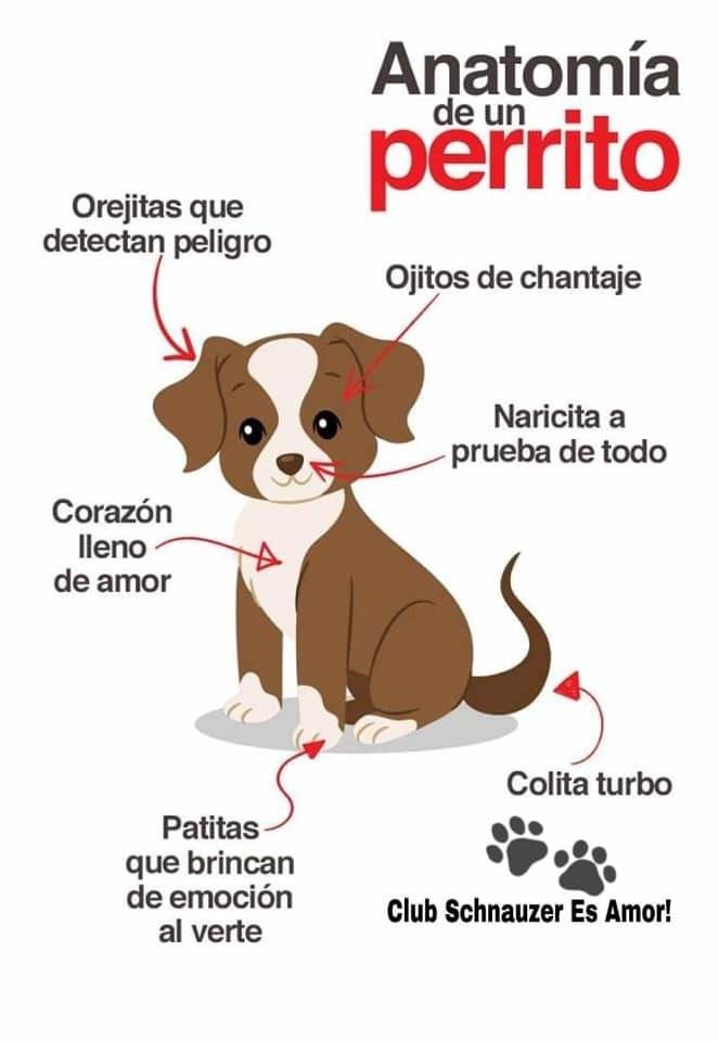 Veterinaria Patitas Rotas | Médanos, Centro Comercial, Eje Vial Juan Gabriel 9851, Del Safari, 32675 Cd Juárez, Chih., Mexico | Phone: 656 219 4924