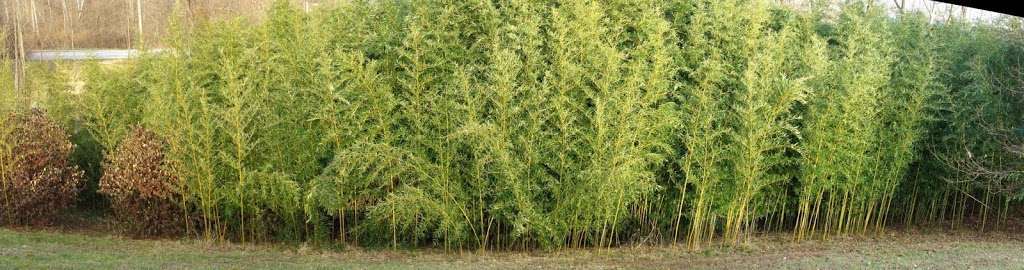 Bamboo Plants | 175 Continental Rd, Cornwall, NY 12518 | Phone: (845) 218-1006