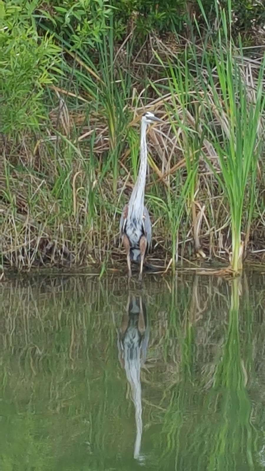 Bear Pond Trail Head FloridaTrail | 31852 Wekiva River Rd, Sorrento, FL 32776, USA