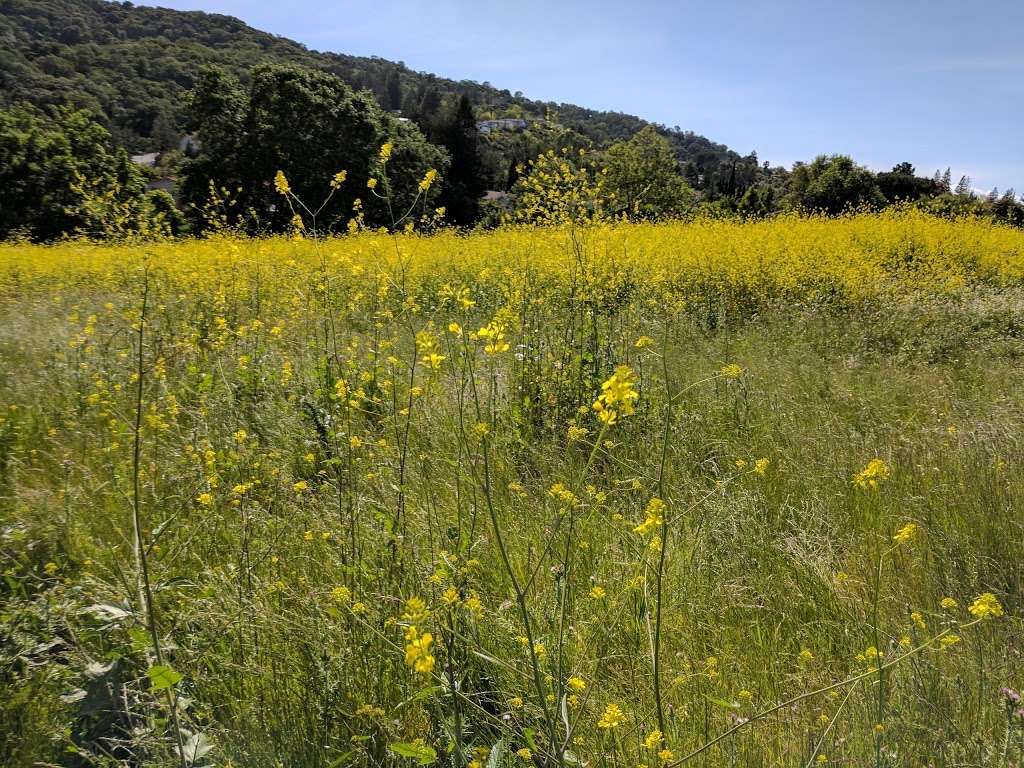 Almaden Meadows Park | San Jose, CA 95120, USA