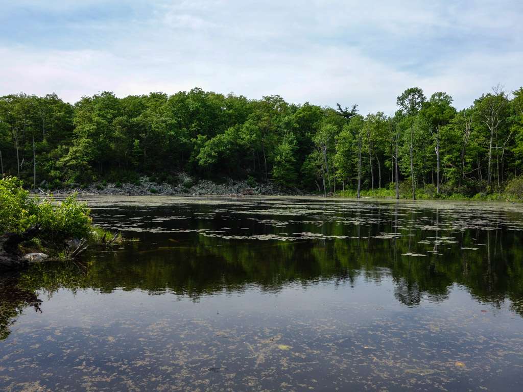 Beaver Pond | Appalachian Trail, Newton, NJ 07860