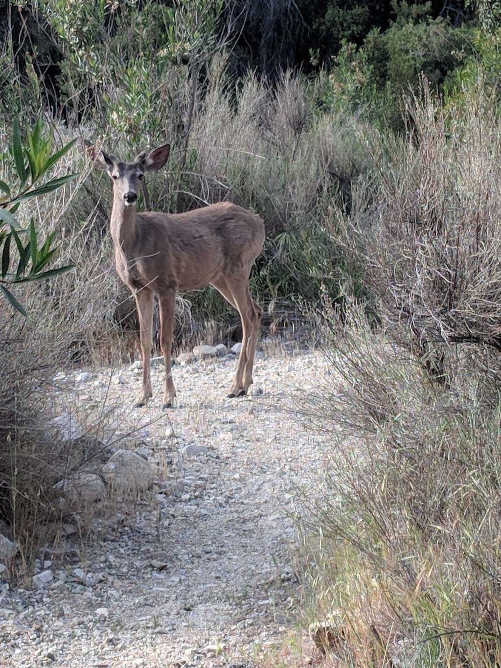 Rosemont Preserve | La Crescenta, CA 91214, USA | Phone: (626) 796-0782 Rosemont Preserve | La Crescenta, CA 91214, USA | Phone: (626) 796-0782