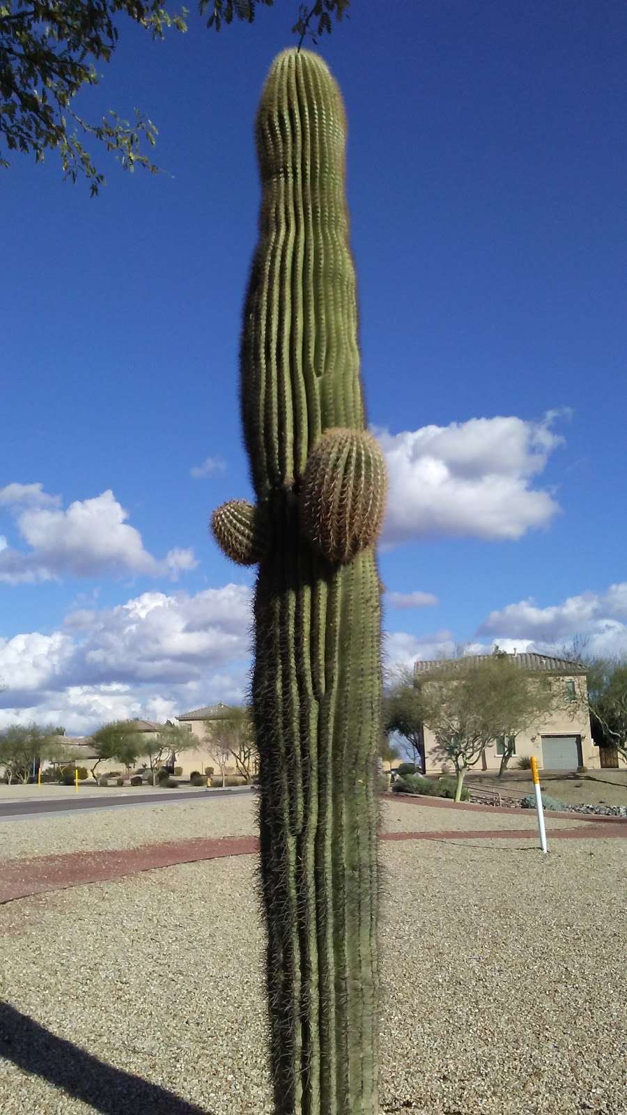 Cottages HOA Park at Casa Del Rey at Camino á Lago | 21994 N 102nd Ln, Peoria, AZ 85383, USA