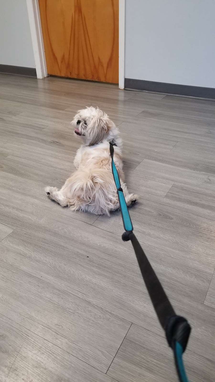 Ridge Road Animal Hospital | 44 Ridge Rd, North Arlington, NJ 07031, USA | Phone: (201) 955-6161