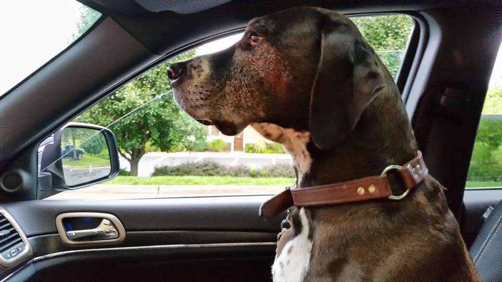 Compassion Animal Hospital | 11088 Marsh Rd, Bealeton, VA 22712, USA | Phone: (540) 439-9016