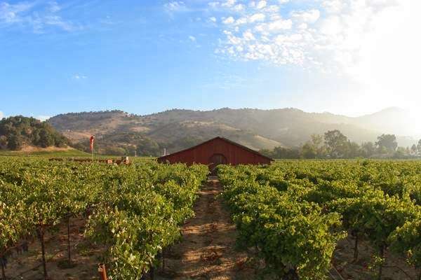 Tom Scott Vineyard | 1465 Yountville Cross Rd, Yountville, CA 94599, USA | Phone: (707) 944-1850