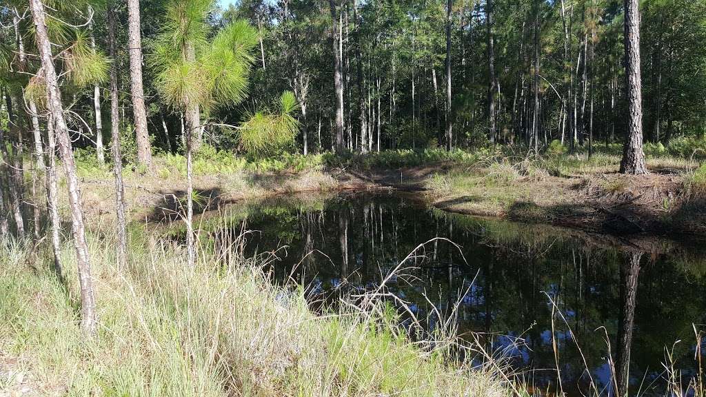 Palm Bluff Conservation Area | 1275 SR-415 Trail, Osteen, FL 32764, USA | Phone: (386) 329-4404