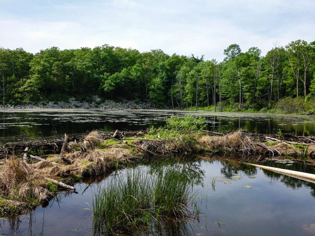 Beaver Pond | Appalachian Trail, Newton, NJ 07860