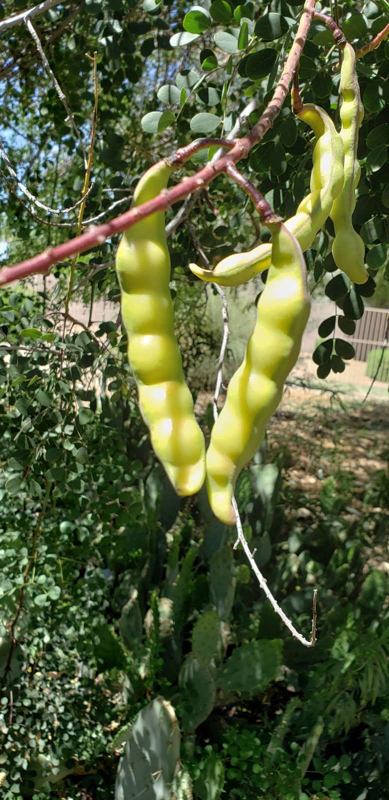 Elsie McCarthy Sensory Garden | 7527-, 7599 N 55th Ave, Glendale, AZ 85301, USA