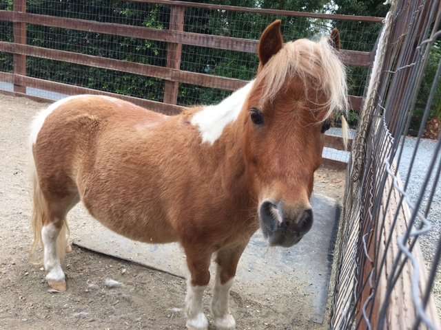 Solutions Through Horses Equine Therapy | 11464 Pinehurst Dr, Lakeside, CA 92040, USA | Phone: (858) 707-5537