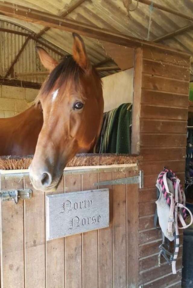 Little Dunks Livery Yard | Cuckoo Ln, Brenchley, Tonbridge TN12 7HX, UK | Phone: 07966 172422