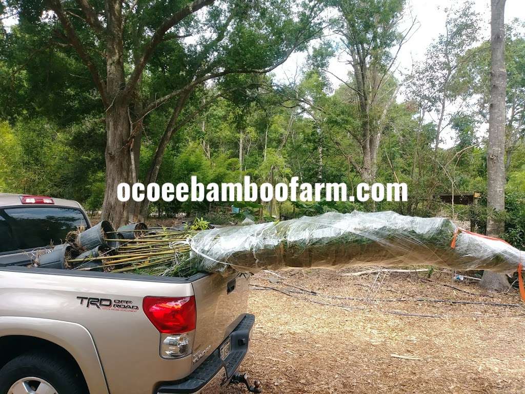 Ocoee bamboo Farm | 815 Pine St, Ocoee, FL 34761, USA | Phone: (407) 777-4807