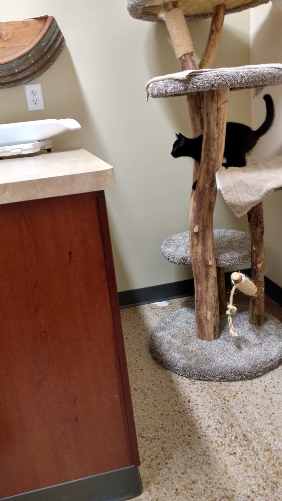 Lakeview Veterinary Clinic | 3518 Monroe St, Madison, WI 53711, USA | Phone: (608) 236-4570