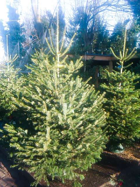 Pines and Needles | Diana Car Park, Bushy Park, London KT8 9DD, UK | Phone: 020 3598 4877