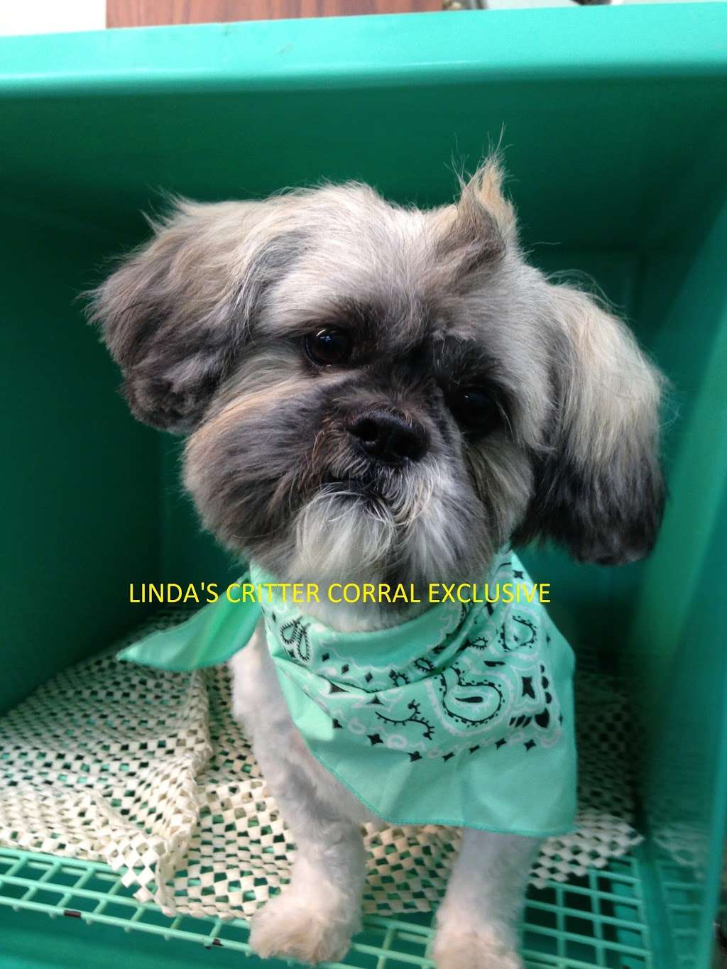 Lindas Critter Corral | 73 Bessom St, Lynn, MA 01902, USA | Phone: (781) 599-7387