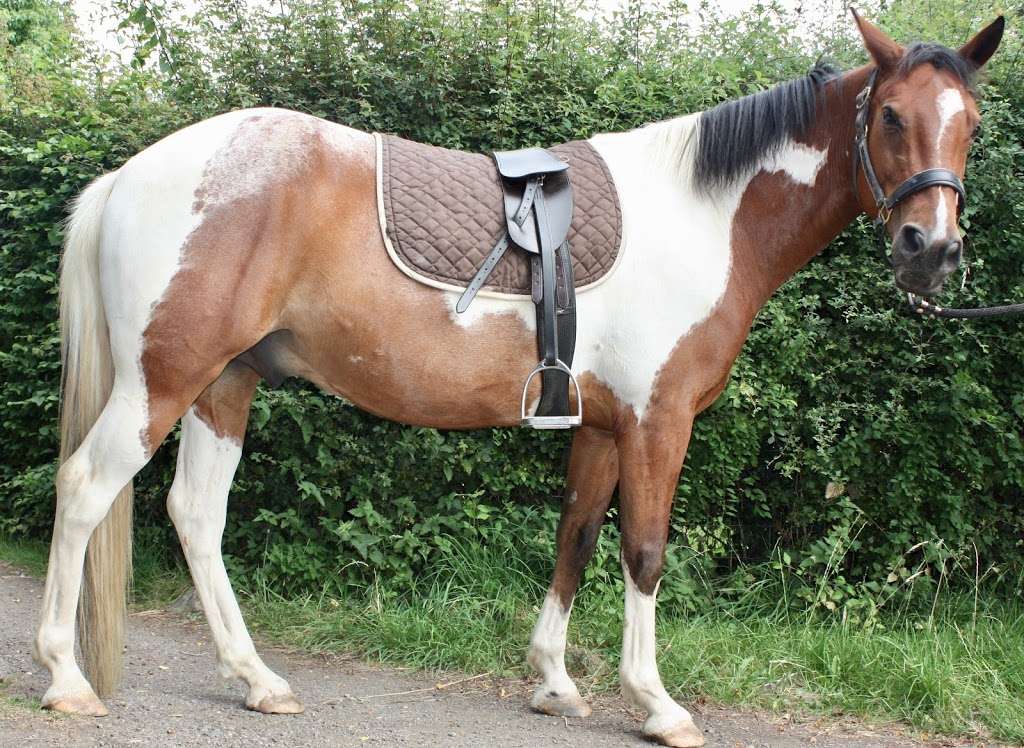 Total Contact Equine Solutions | 46 Victoria Rd, Golden Green, Tonbridge TN11 0LR, UK | Phone: 07792 722625