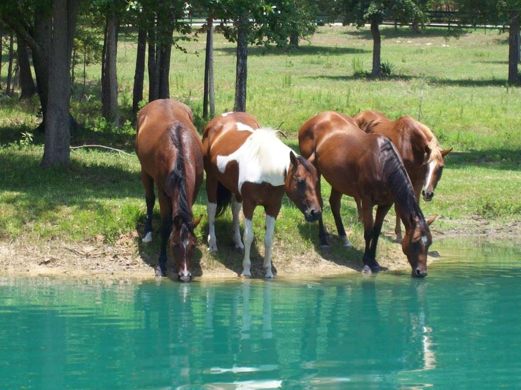 Forever Faithful Ranch | 13955 Lake Mt Pleasant Rd, Montgomery, TX 77356, USA | Phone: (936) 597-4200