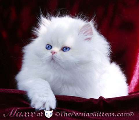 THE PERSIAN KITTENS | 780 Army Trail Rd Ste #216, Carol Stream, IL 60188, USA | Phone: (630) 956-4823