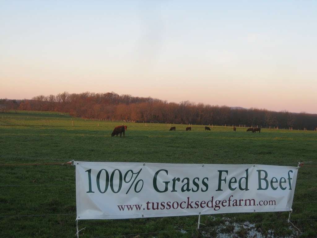 Tussock Sedge Farm 100% Grass-fed Red Angus Beef | 1239 PA-113, Blooming Glen, PA 18911, USA | Phone: (267) 450-4024