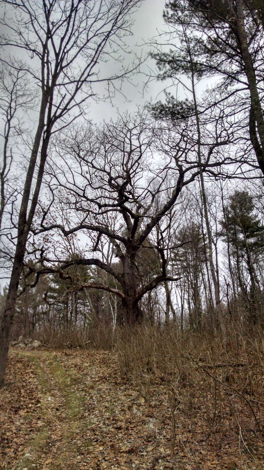 Hampstead Town Forest - Western Section Trails | 159 265 W Rd, Hampstead, NH 03841, USA | Phone: (603) 329-4100